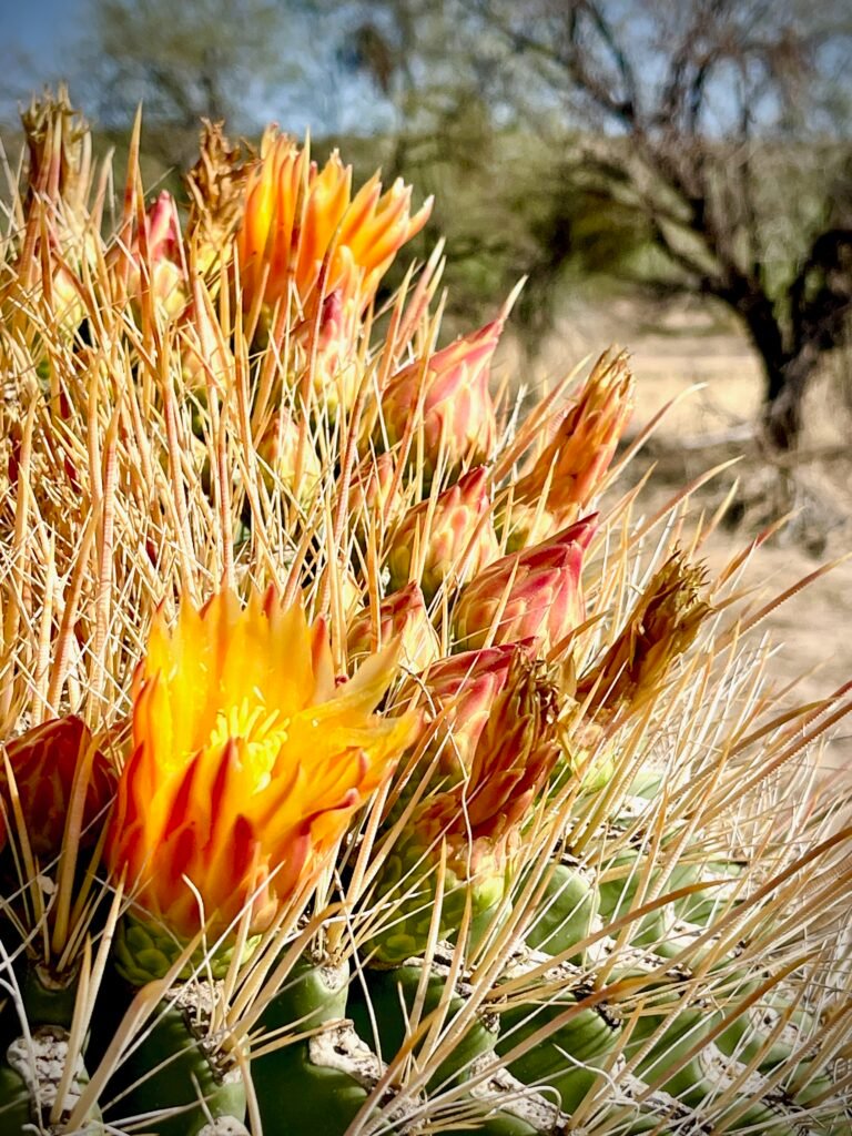 Classic Tucson MTB Trail Foliage: A Barrel Cactusin Bloom