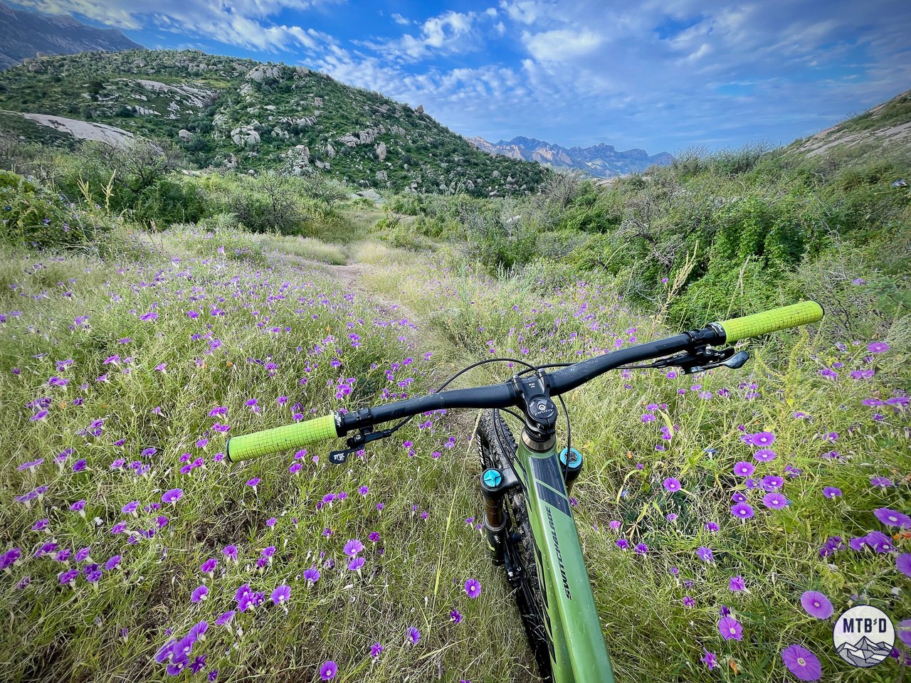 Mountain biker view over handlebars descending Around the Mountain trail past wildflowers at Golder Ranch Tucson Arizona