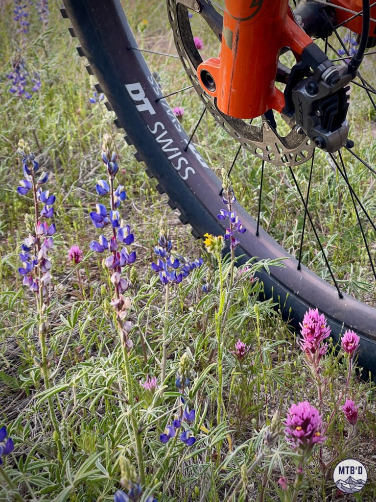 Mountain bike wheel surrounded by spring desert wildflowers nearby Lower 50 Year Trail in Tucson Arizona showing seasonal color display