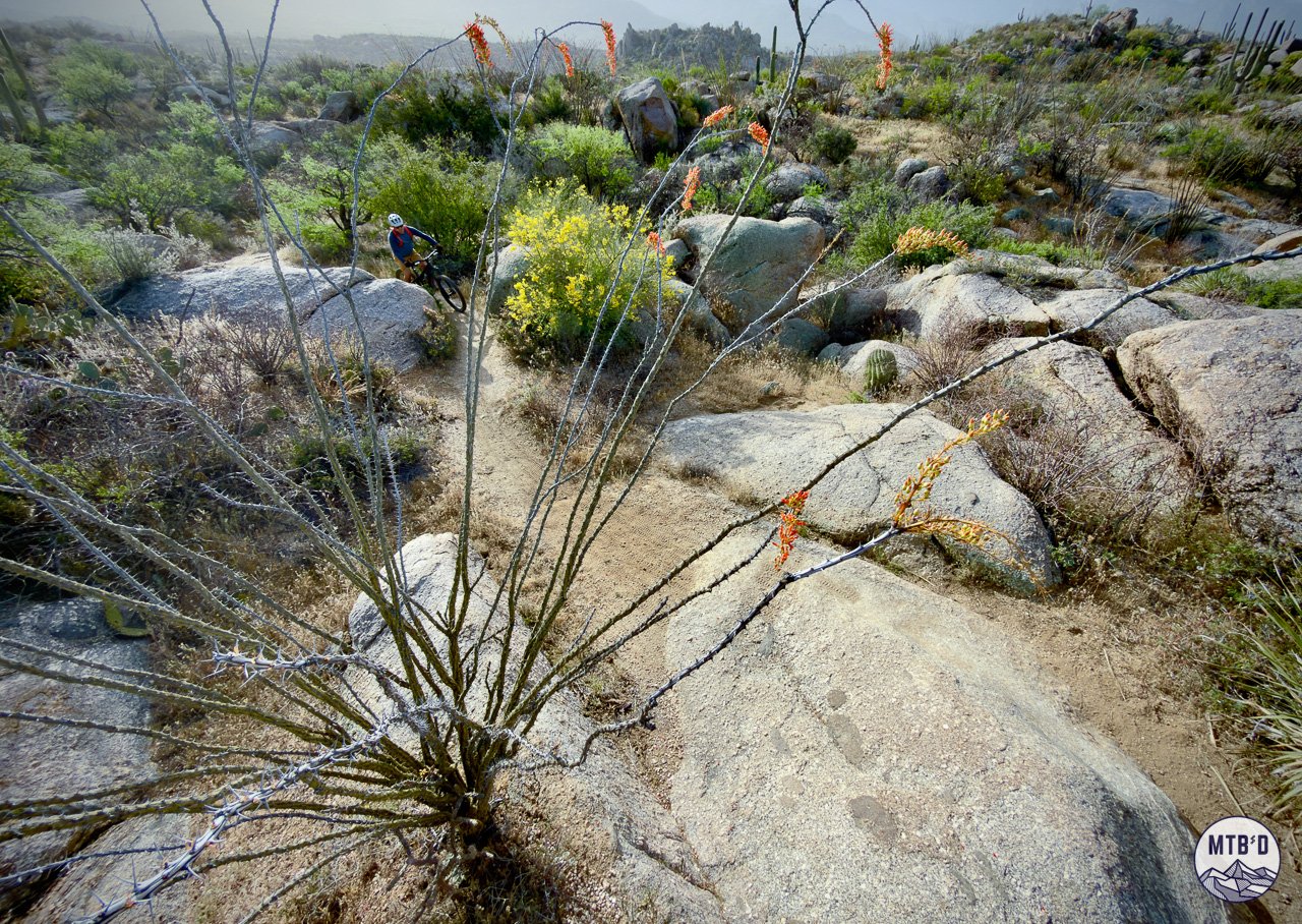 Mountain biker riding through granite boulders during spring wildflower bloom on Middlegate Trail in 50 Year network near Tucson Arizona