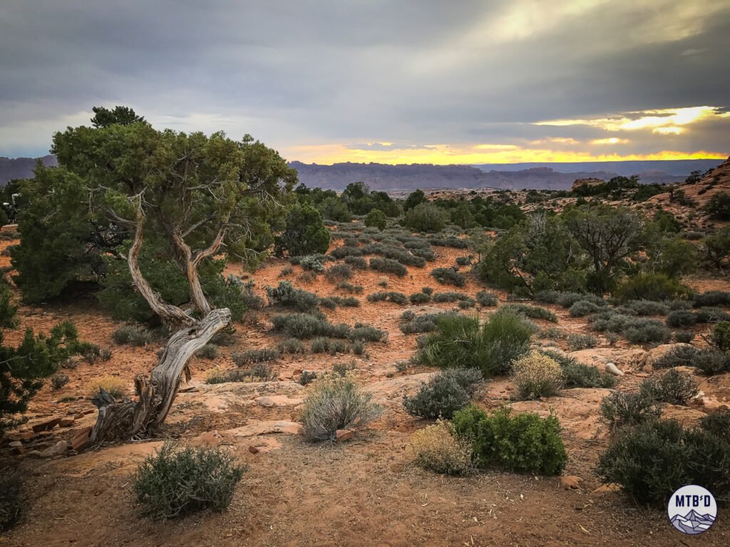 Juniper tree and sunset near a Moab campground on mountain bike trip