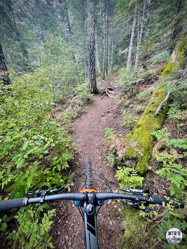 Mountain bike handlebars on alpine singletrack through ponderosa pine forest on Mt. Lemmon, Santa Catalina Mountains Tucson Arizona