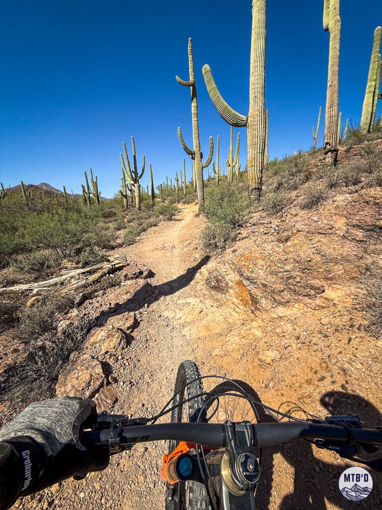 Mountain biking Sweetwater Preserve in Tucson. View of cactus and desert landscape from on the bike.