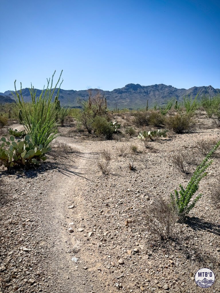 A stretch of singletrack at Sweetwater Preserve in Tucson, Wasson Peak in the background