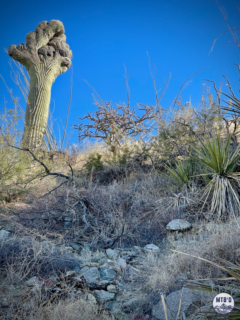 A crested saguaro on the Ridgeline Trail in Tortolita Mountain Park