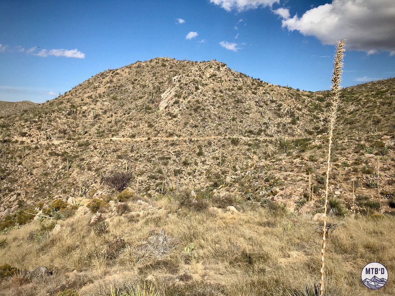 Bench cut singletrack across Tortolita Mountain Park.