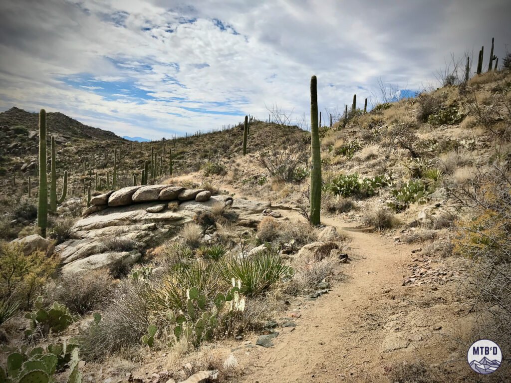 View of singletrack in Tortolita Mountain Park