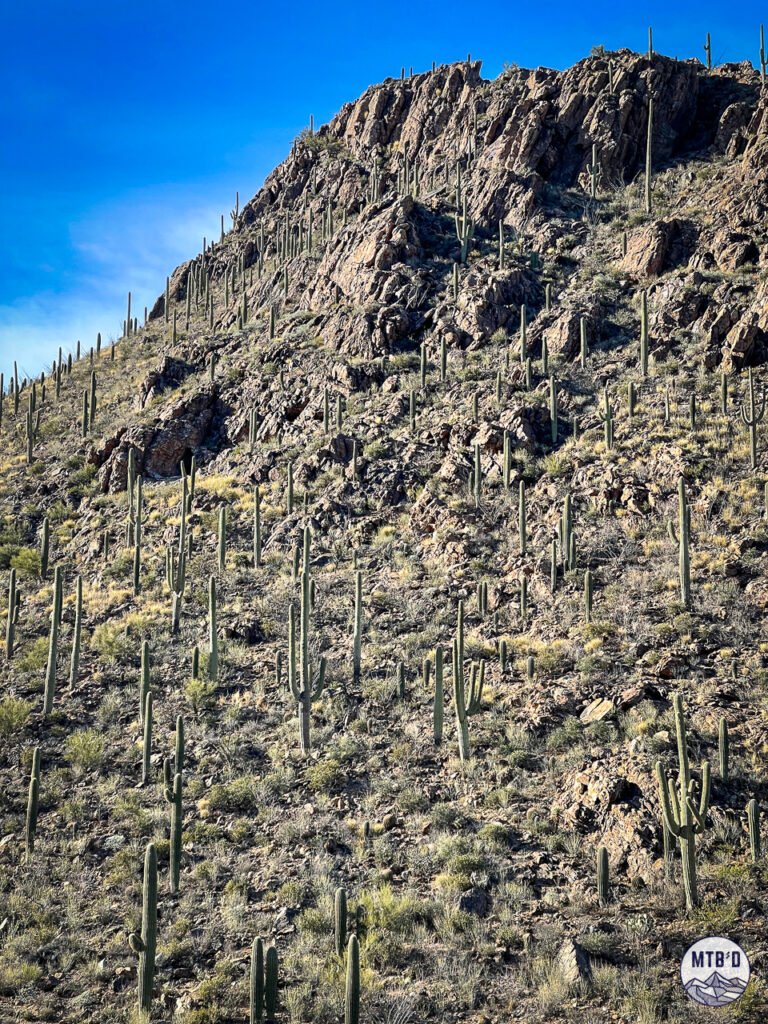A south-facing hillside in Tucson Mountain Park packed with saguaros