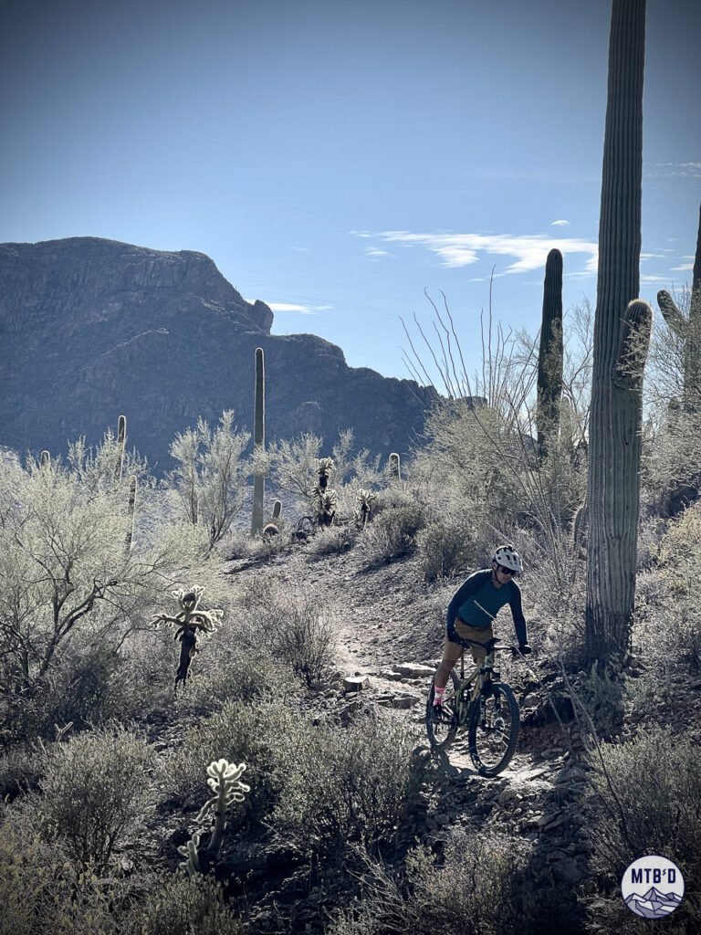 Mountain biker descending singletrack by saguaro in Tucson Mountain Park