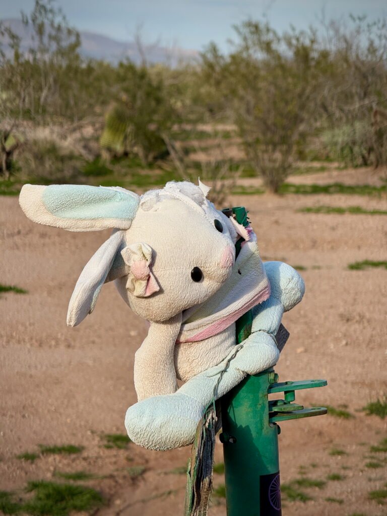 A Bunny at Fantasy Island MTB Network in Tucson